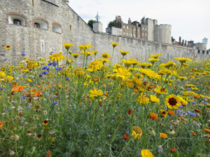 Flowers in the moat at the Tower of London