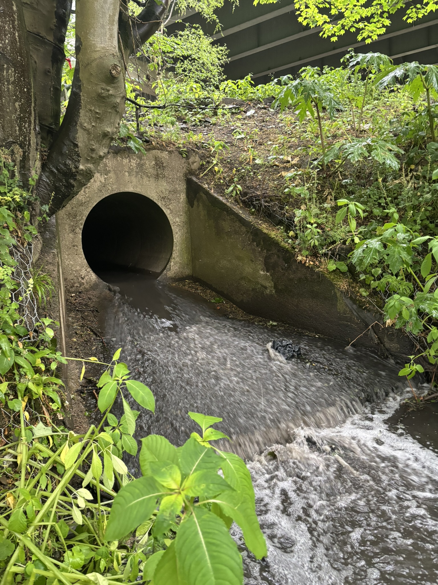 A motorway outfall discharging into a river